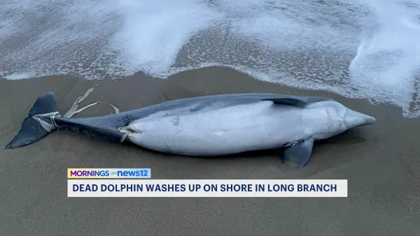 Dead dolphin washes ashore in Long Branch