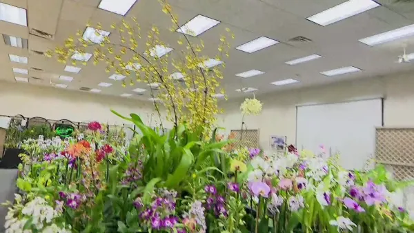 Planting Fields Arboretum hosting Long Island Orchid Festival this weekend