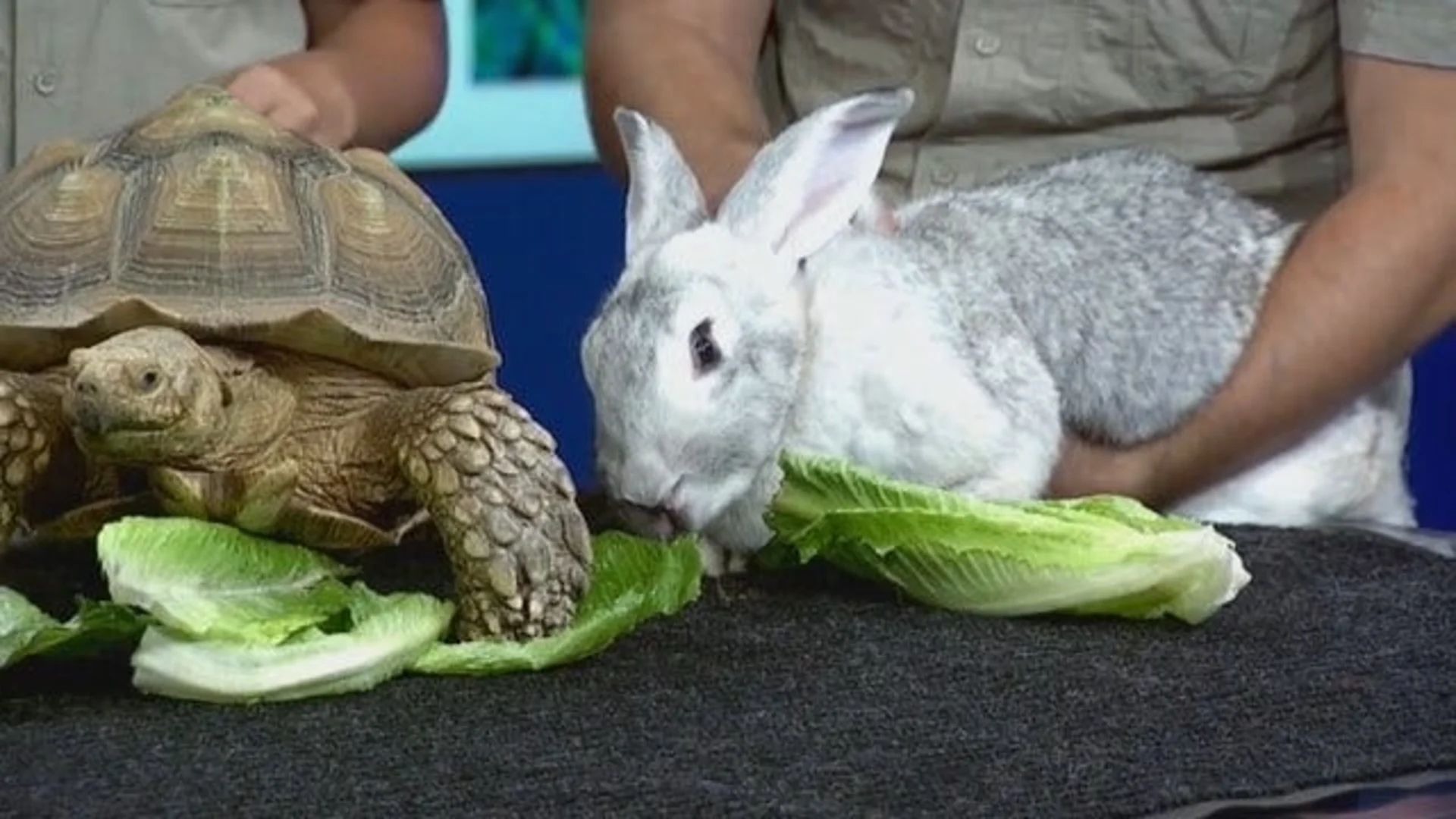 Paws and Pals: Tortoise, giant rabbit and alligator