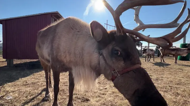 Story image: Made in Connecticut: Dzen Christmas Tree Farm