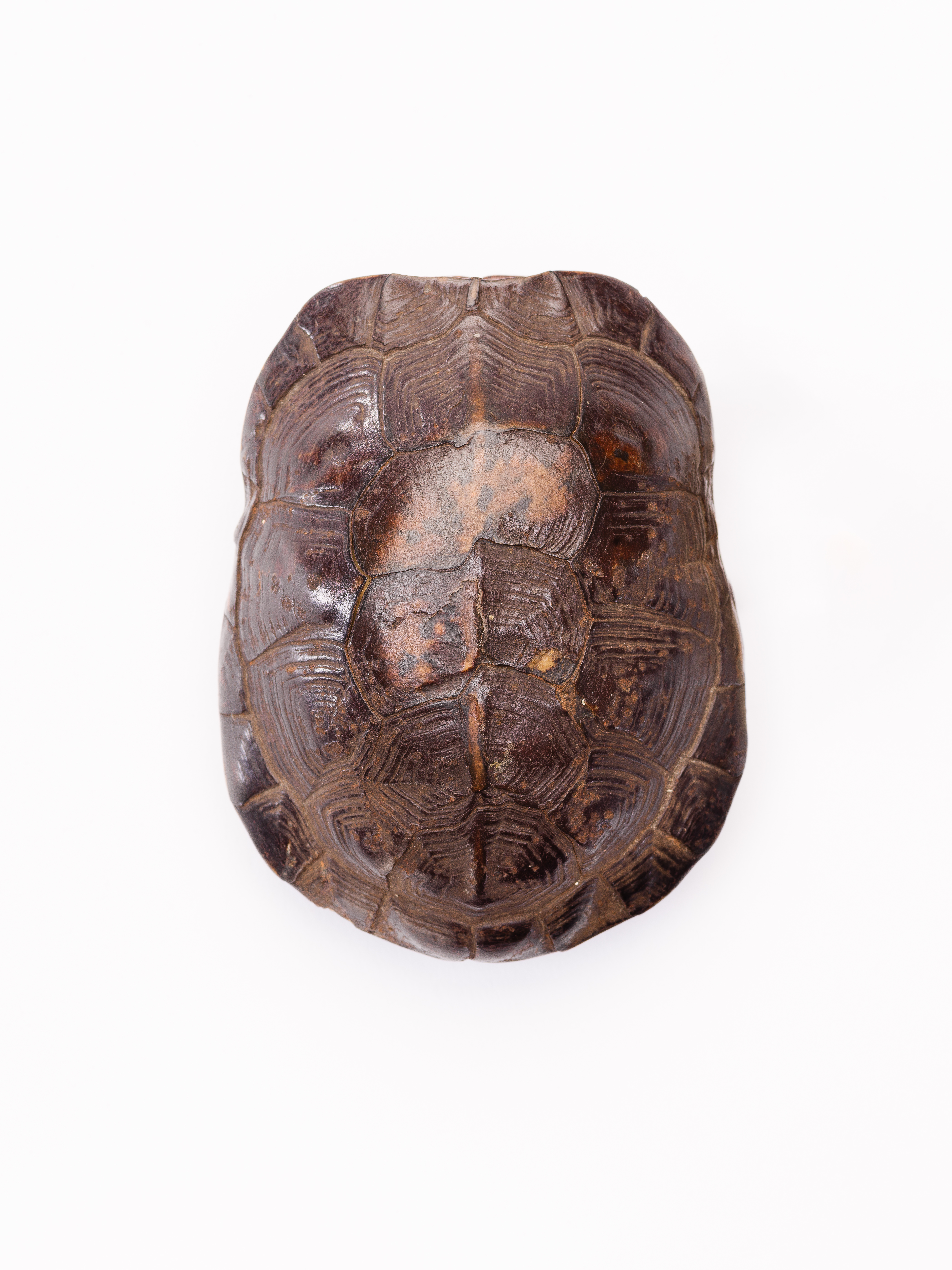 New Jersey - NMNH-2025-00695