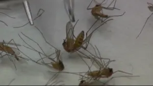 Connecticut experiences early start to West Nile virus season