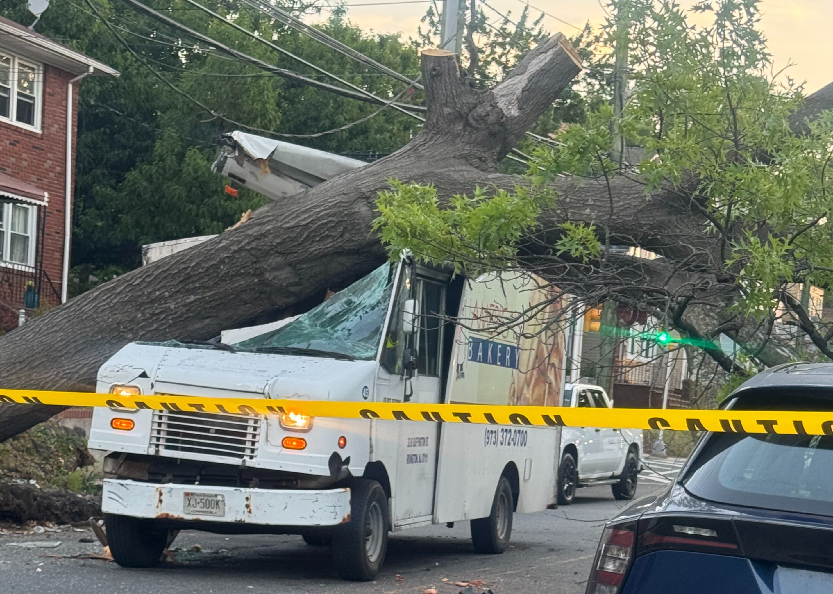 TREE VS CAR AMERICA COMP
