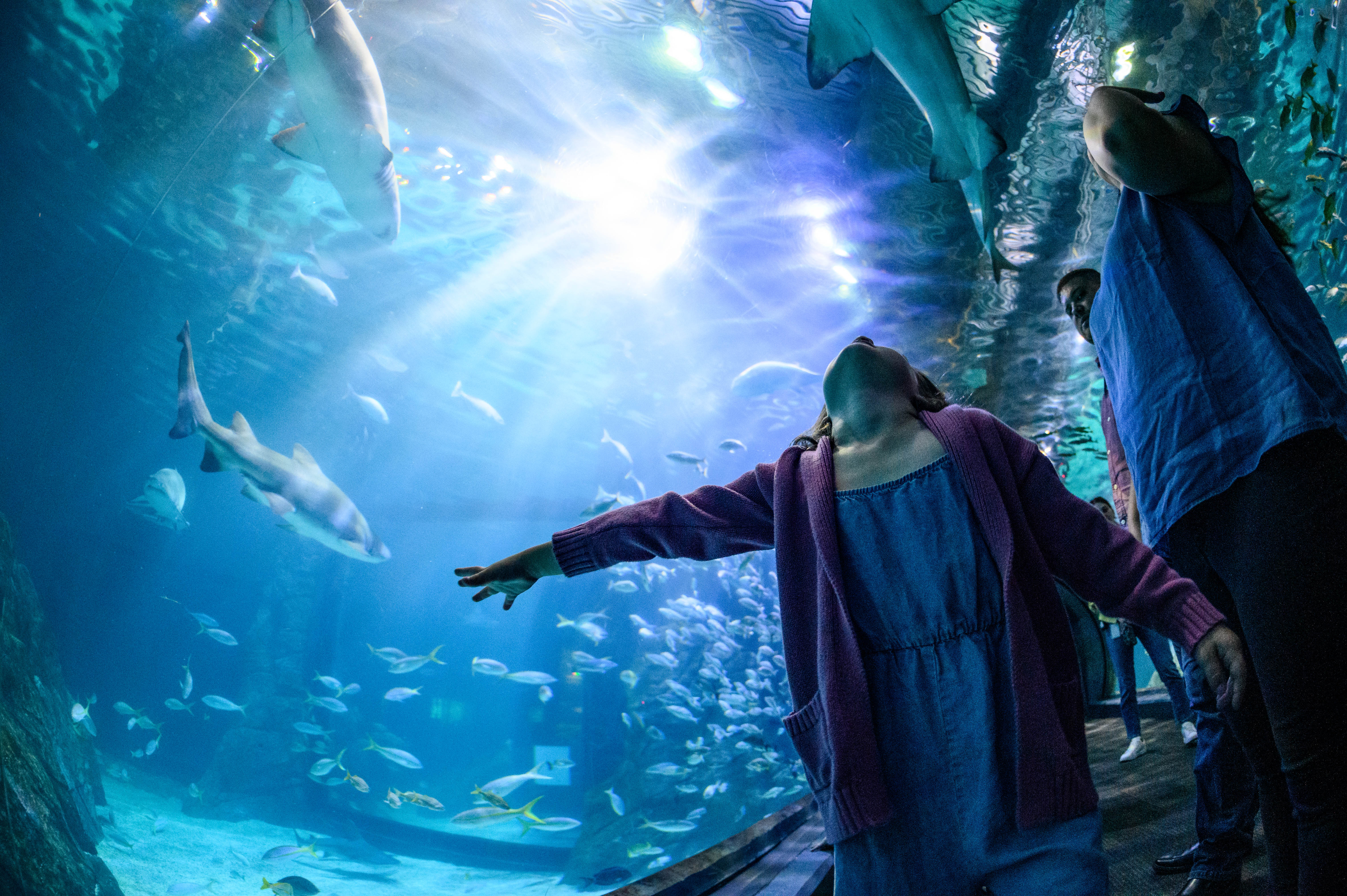 Adventure-Aquarium-Full-res-5-23-333