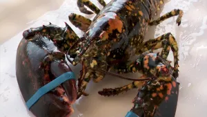 Rare ‘calico lobster’ found at Wantagh seafood market and restaurant
