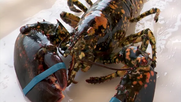 Rare ‘calico lobster’ found at Wantagh seafood market and restaurant
