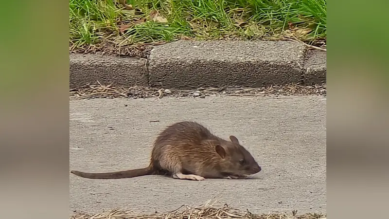 Story image: The Westchester Republican County Committee rat activity update three months later