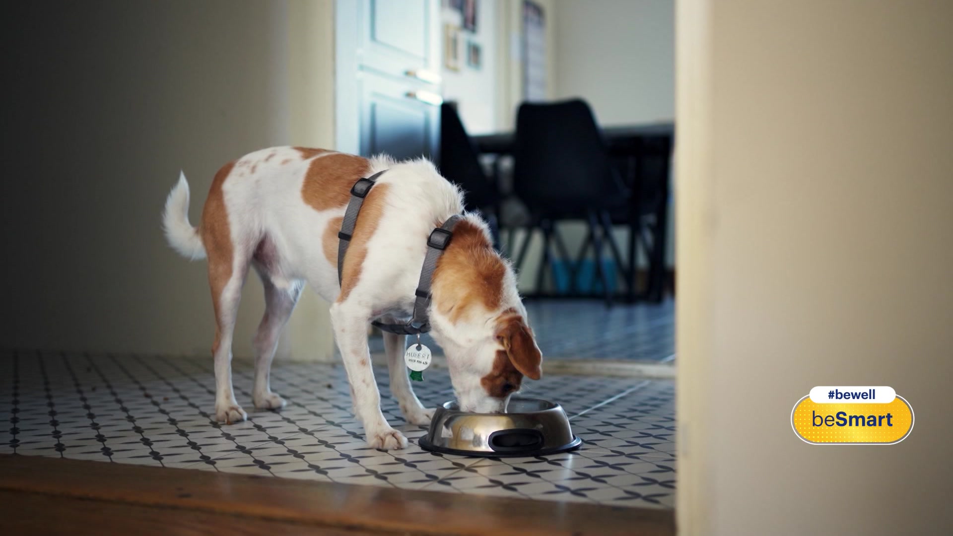 0420beWellpetfood_2026-04-20-11-29-07