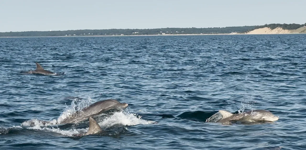 dolphins