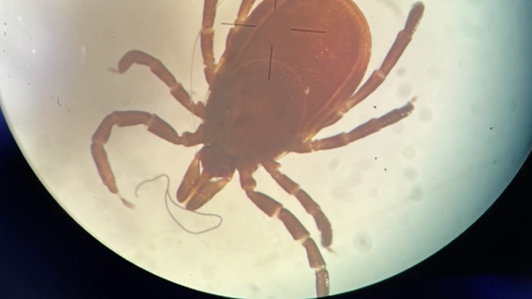 Tick