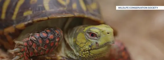 827bxturtlerescue_2026-08-27-11-58-00