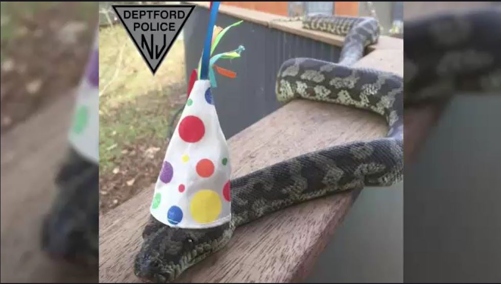 Terrifying Discovery: Encountering A 5-Foot Snake In My Backyard!