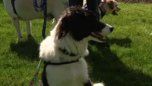 Paws & Pals: Border collie Onyx up for adoption