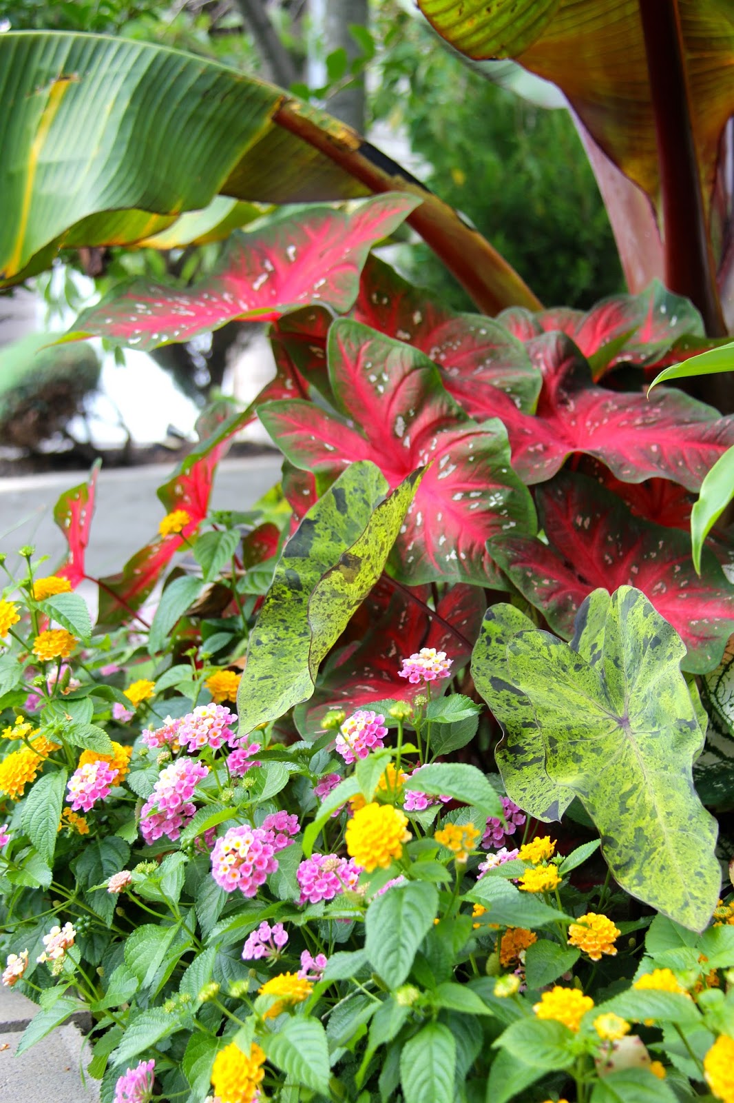 lantana.jpg