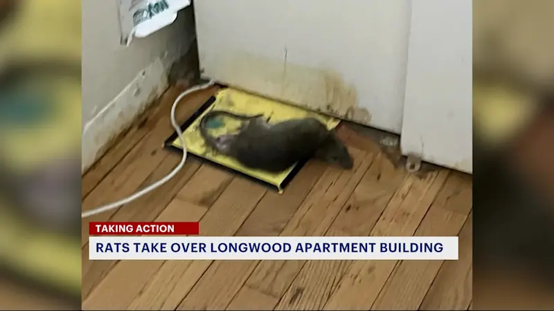 Story image: Longwood tenants eye neighboring school for ongoing rat problem