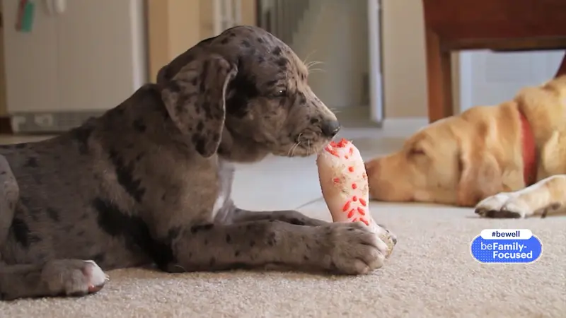 Story image: How to choose the right dog breed for your family