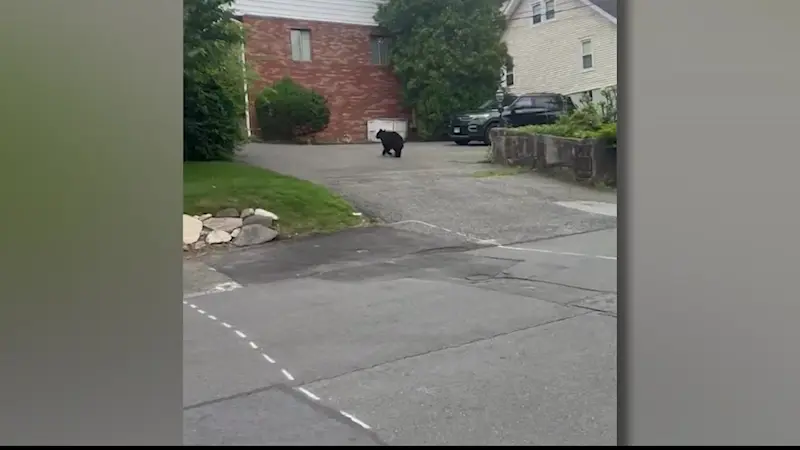 Story image: 'It's crazy.' Injured bear spotted in Springdale section of Stamford