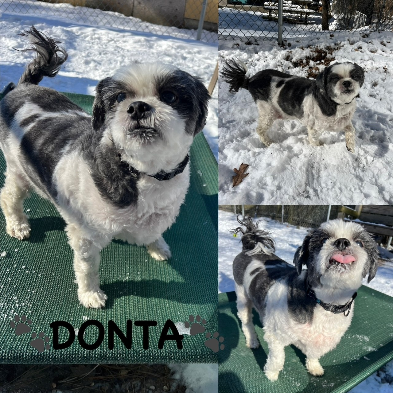 Donta collage.png