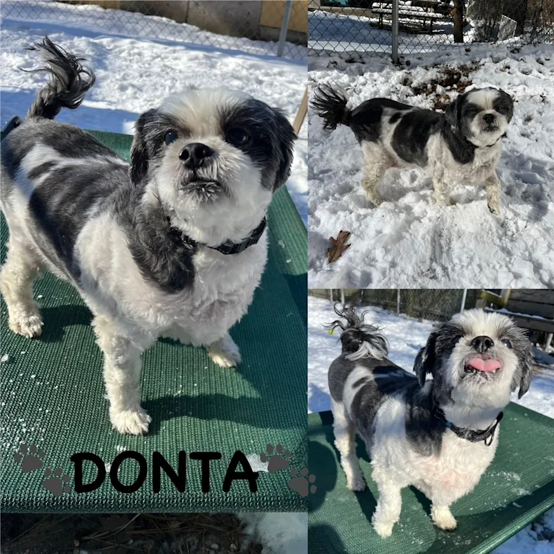 Donta collage.png