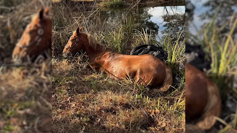 Story image: Jersey Proud: Horse rescued after getting stuck in muddy pond