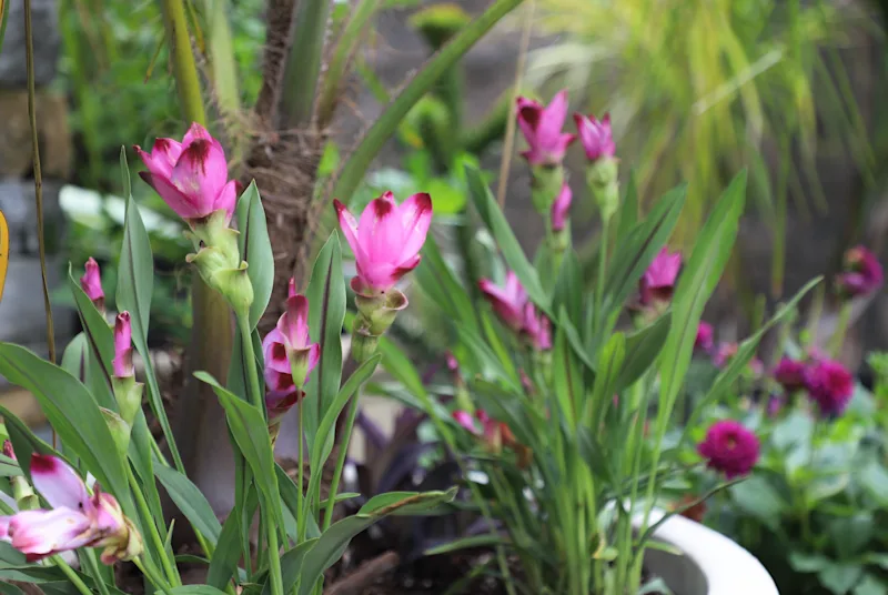 Siam Tulip.png
