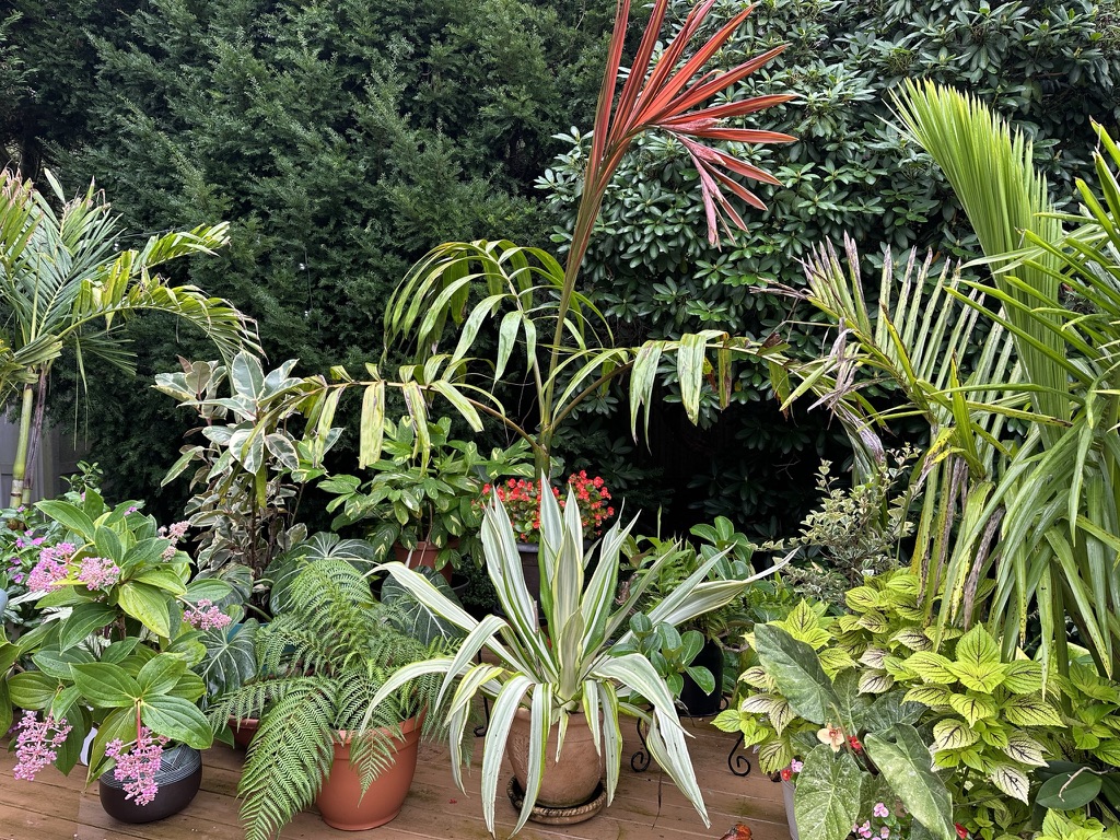 houseplants on patio.jpg