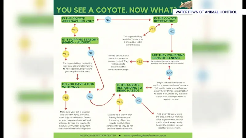 Story image: Authorities: Coyote attacks girl and her father in Watertown