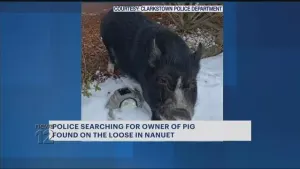 Ham on the loose!  Pig found in front yard of Nanuet home