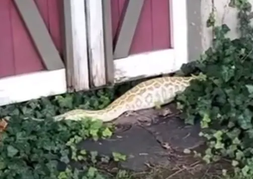 Burmese python