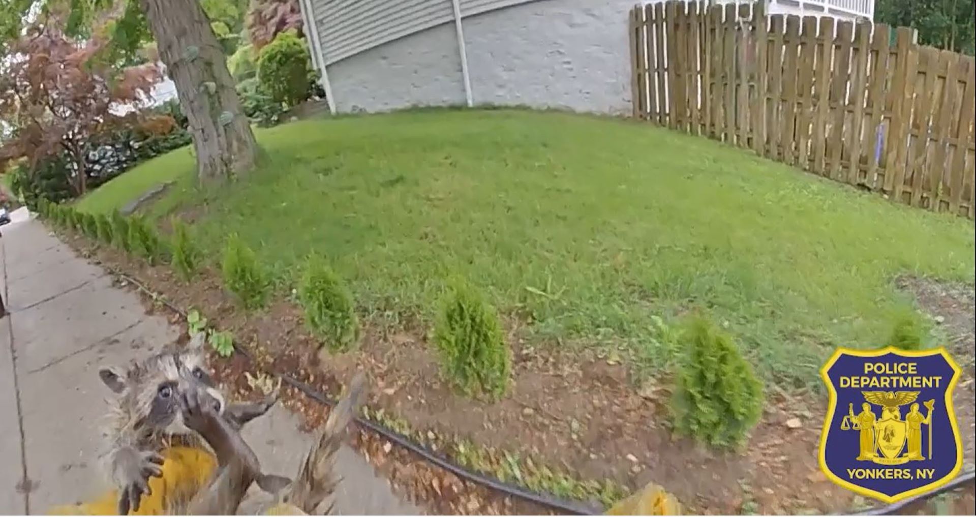 New video Baby raccoons rescued from storm drain in Yonkers