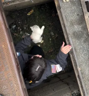 Kitten saved from sewer in Newark