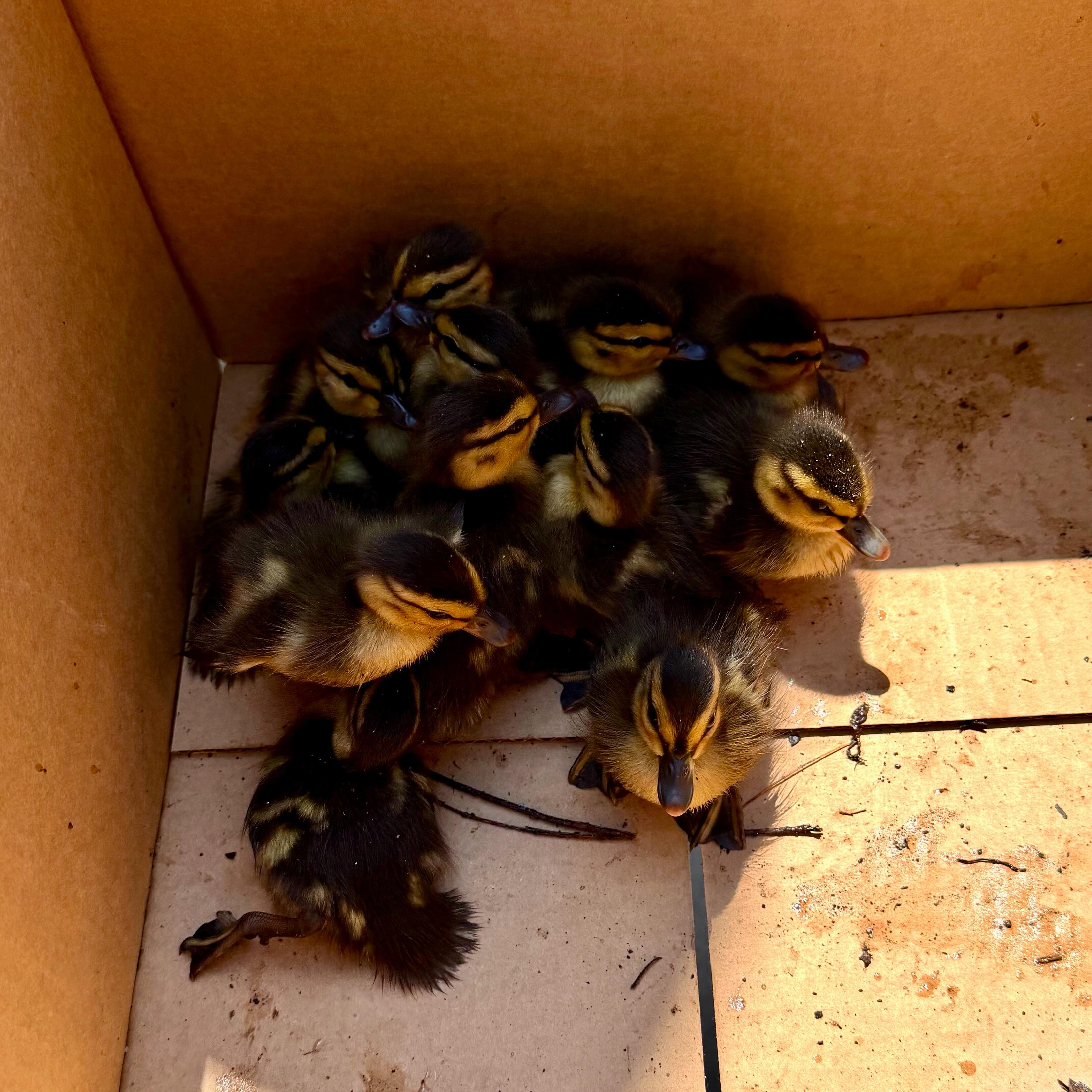 DUCKLINGS