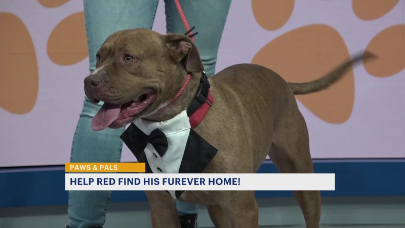 Story image: Paws & Pals: Red now up for adoption at Heart and Soul Dog Rescue