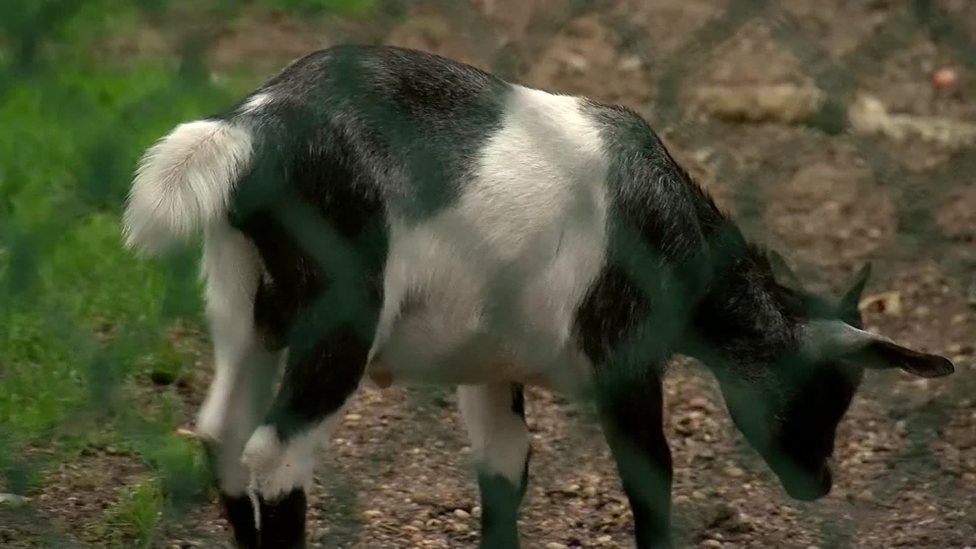 Activists lobby to have animals removed from Johnson Park Zoo following