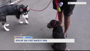 Doctor offers tips on how to care for pets on July 4