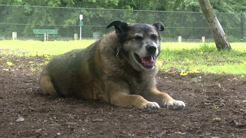 Story image: Price of pet care climbing, insurance rates increasing for LI pet owners