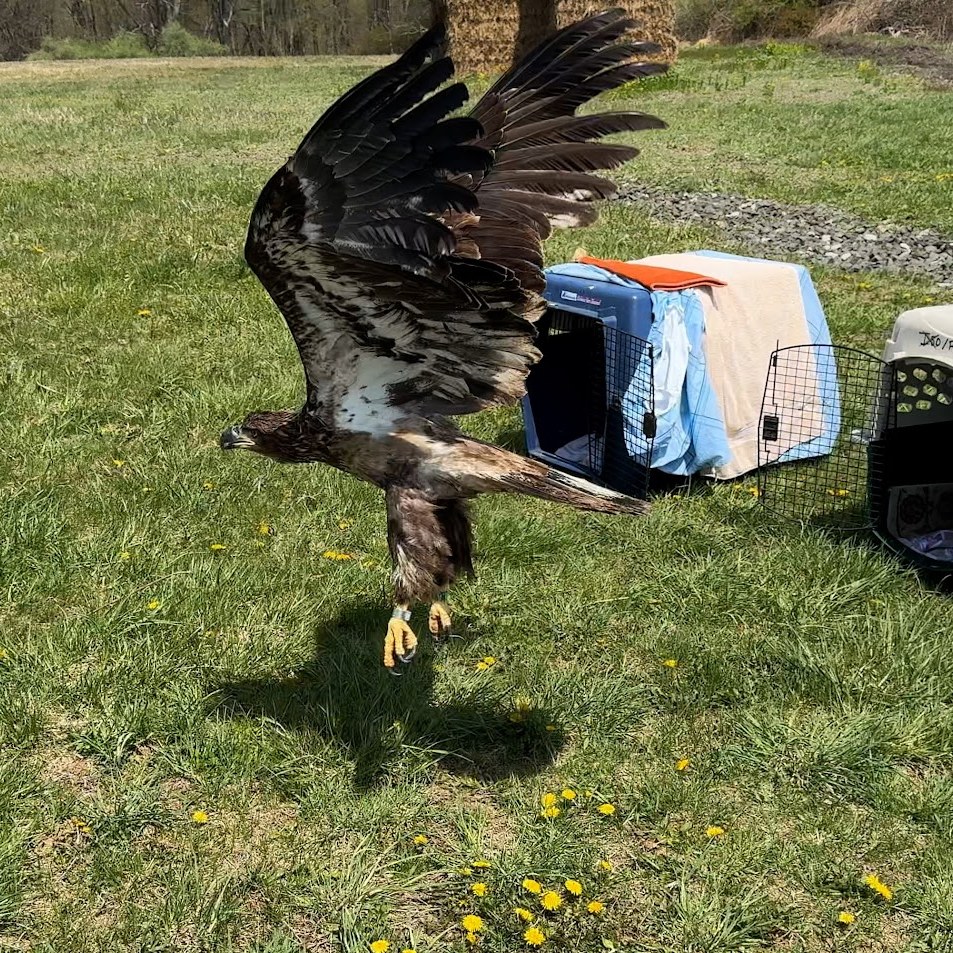 Released eagle