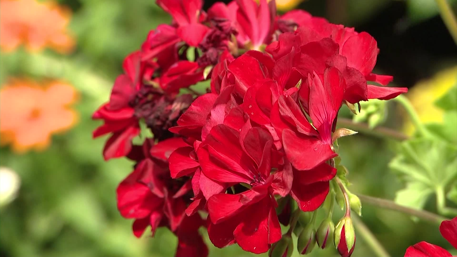 Garden Guide August is not too late to start a garden