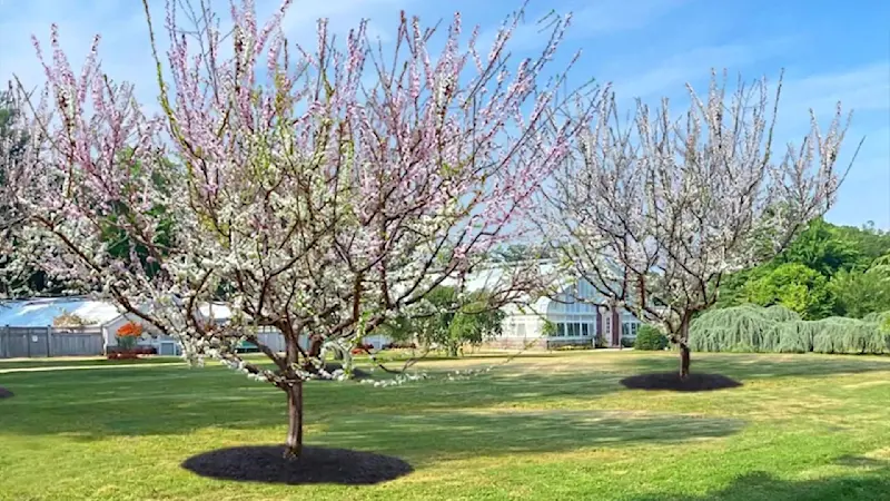 Story image: One-of-a-kind tree with 40 fruits makes its debut on Long Island