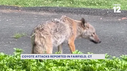 coyoteattacks0914_2026-09-14-21-55-22