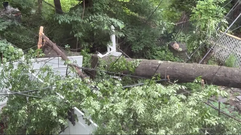Story image: Downed tree in Greenpoint damages properties, takes down power lines