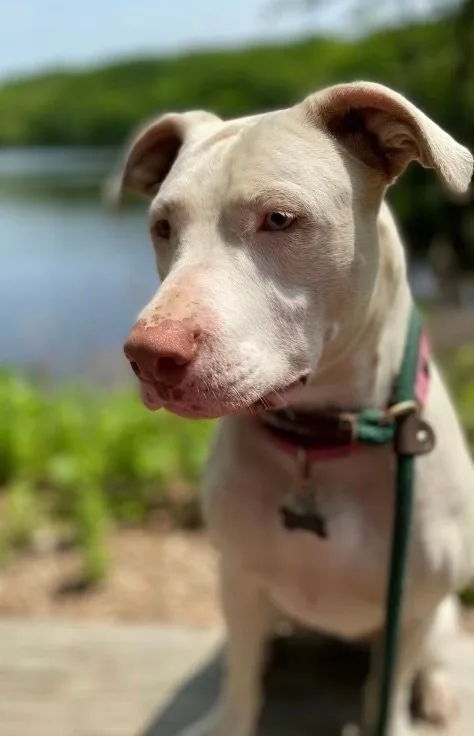 hazel.jpg