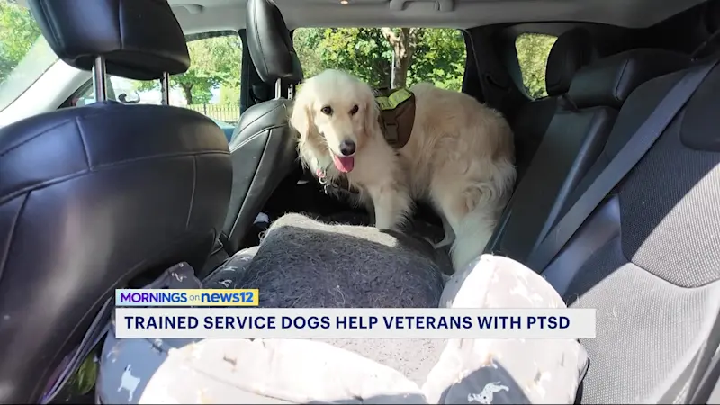 Story image: K-9s For Warriors helps veterans cope with PTSD