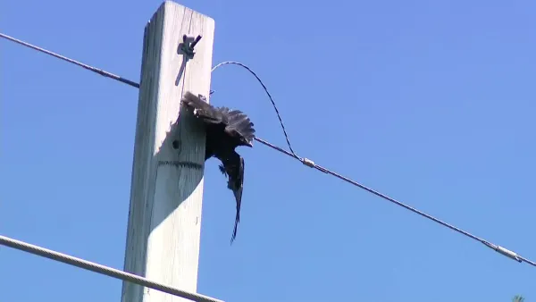 Animal rescue: Raven rescued from Shirley power line euthanized due to severe burns, fracture