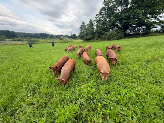 Pigs at large