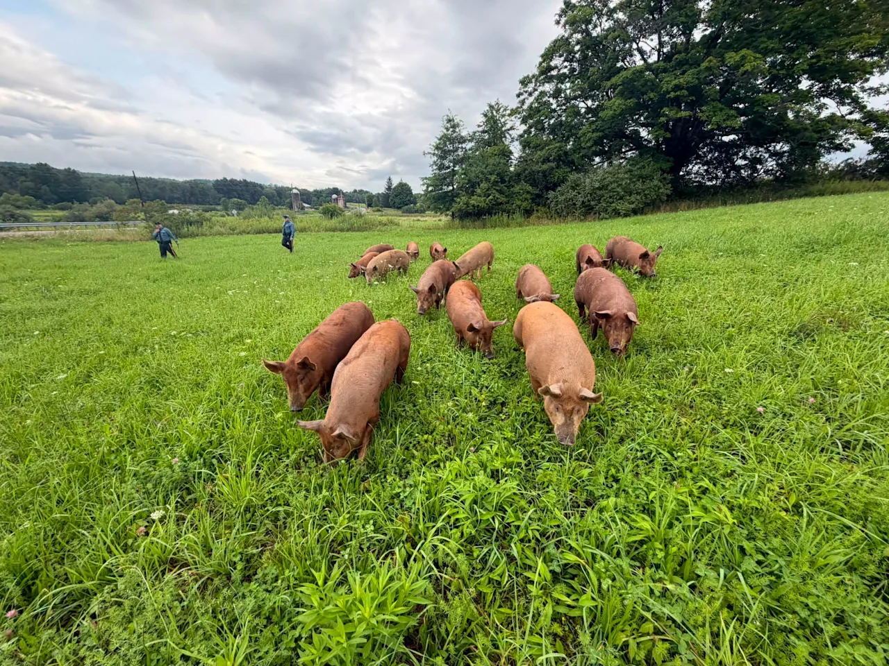 Pigs at large