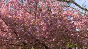 Arbor Day Festival at Planting Fields Arboretum marks 38th year 