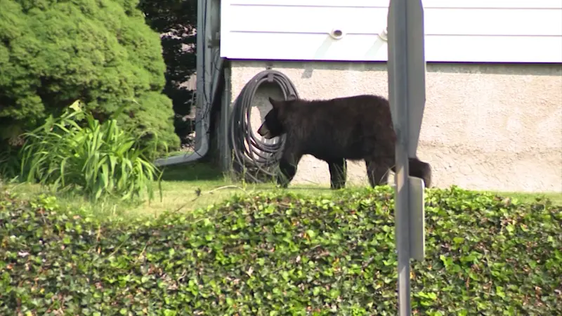 Story image: DA says they are looking into bear euthanized by Harrison police