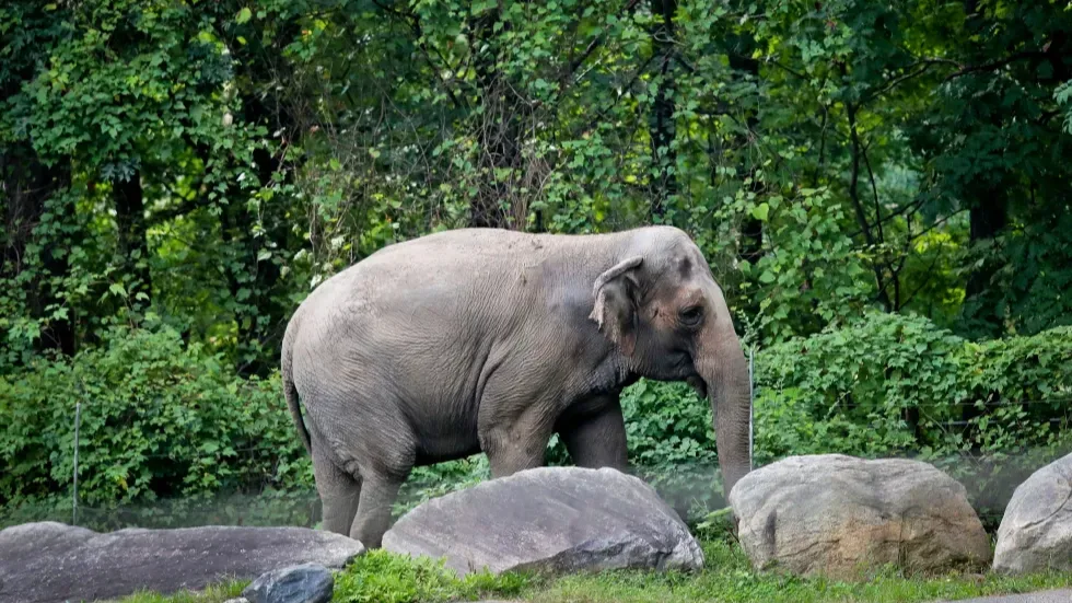 happy the elephant