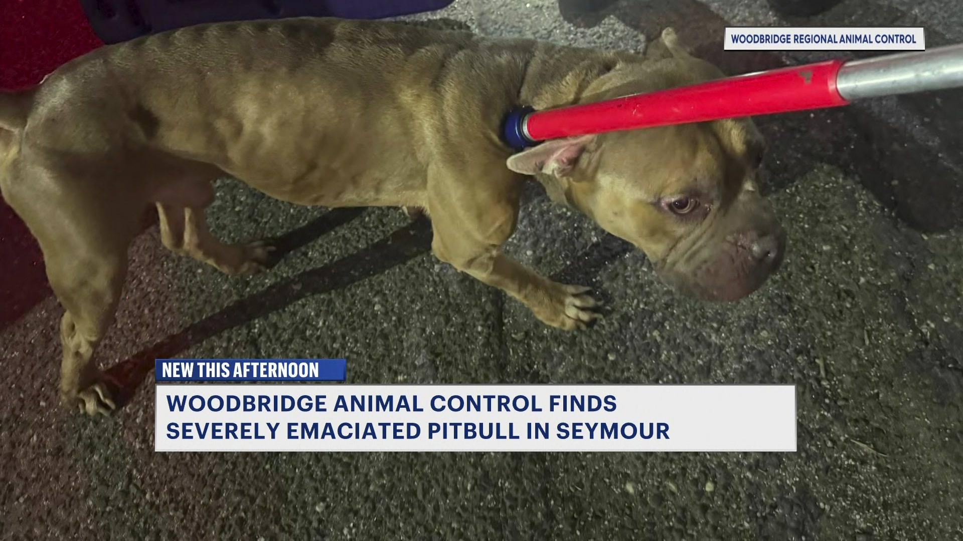 WoodbridgeAnimal_2026-04-20-11-37-20